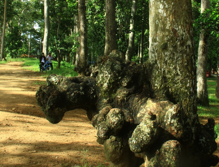 Những gốc cây cổ thụ trồi lên mặt đất có hình dạng rất kỳ lạ, khiến du khách thích thú khám phá.
