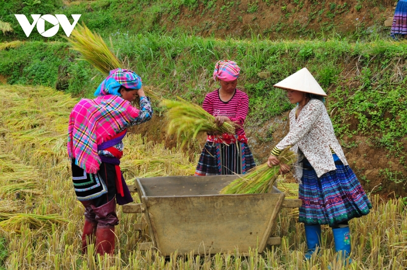 Chị em phụ nữ vùng cao mang sắc áo, váy thổ cẩm cần mẫn đập từng bó lúa theo phương thức canh tác, thu hoạch truyền thống.