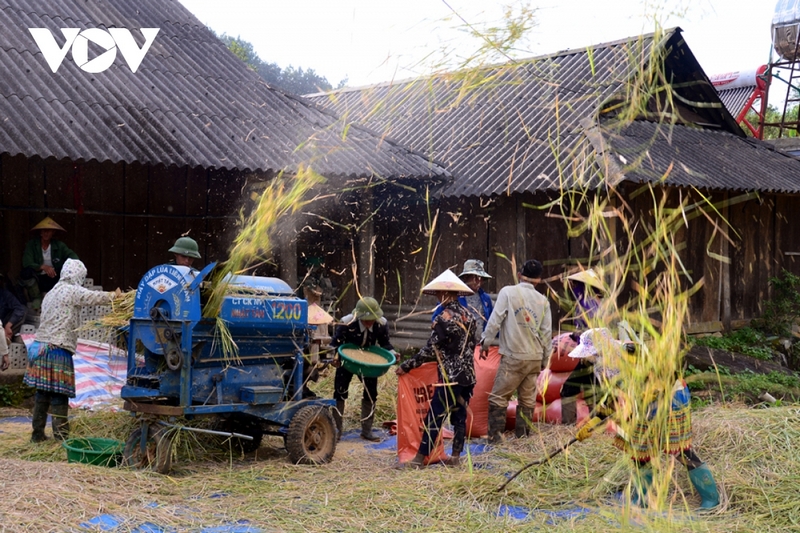 Một vài năm trở lại đây, phương tiện hỗ trợ thu hoạch công nghiệp đã bắt đầu xuất hiện tại cánh đồng Tả Lèng, rút ngắn thời gian, công sức lao động cho bà con nông dân.