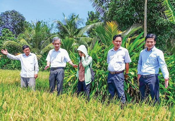 Lãnh đạo huyện Vĩnh Thạnh thăm mô hình sản xuất lúa của THT gạo sạch My Hậu, xã Vĩnh Trinh.