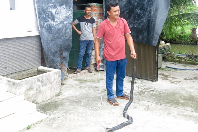 Anh Phan Thanh Bình, ấp Mỹ Lợi C, xã Mỹ Tú (Mỹ Tú) khoe con rắn hổ mang sinh sản dài hơn 2m anh đang nuôi. Ảnh: THÚY LIỄU