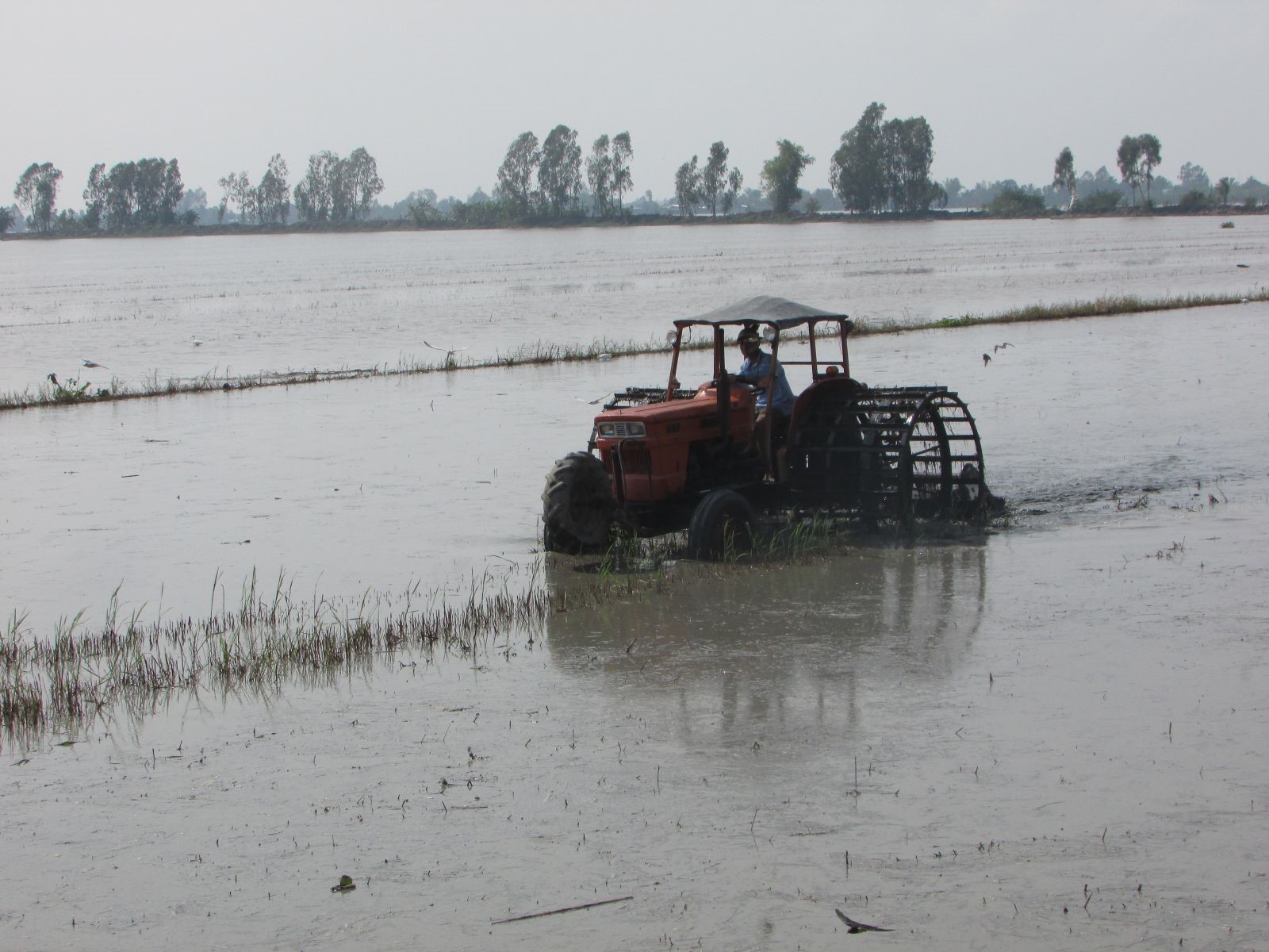 Nông dân huyện Vĩnh Thạnh tranh thủ vệ sinh đồng ruộng sau khi thu hoạch lúa thu đông.