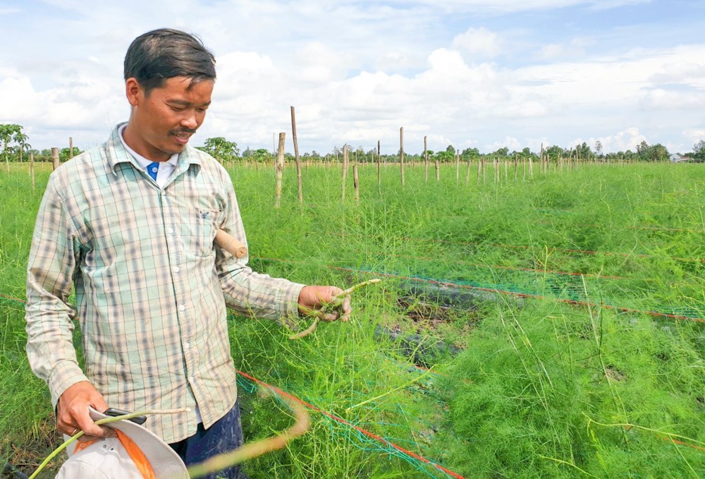 Anh Nguyễn Ri Bo (ấp Đông Thạnh, xã Đông Hiệp, huyện Cờ Đỏ) giới thiệu trang trại trồng măng tây xanh của gia đình. 