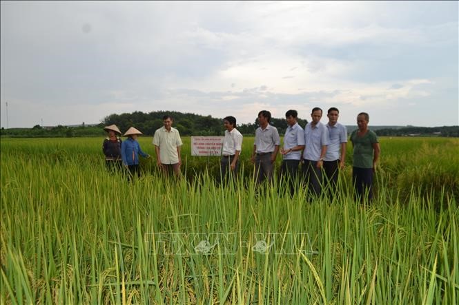 Chính quyền địa phương cùng người dân tham quan cánh đồng lúa ST24 tại xã Hưng Phước, huyện Bù Đốp. 