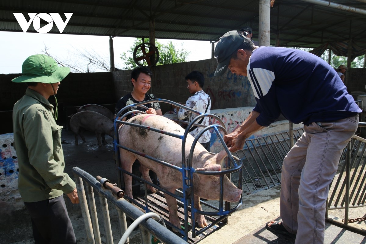 Giá lợn hơi giảm mạnh trong thời gian gần đây là do đã đáp ứng được nguồn cung trên thị trường. (Ảnh minh họa)