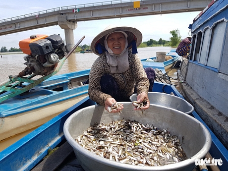 Bà Trần Thị Mai khoe với chúng tôi số cá linh vừa đi đổ dớn về nên bán ngay cho thương lái với giá 30.000 đồng/kg - Ảnh: BỬU ĐẤU