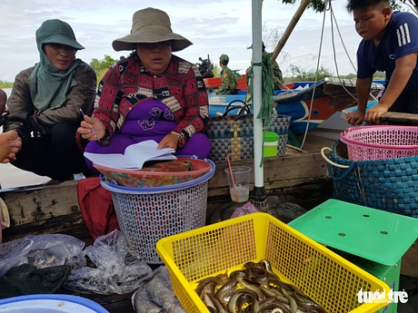 Bà Hồ Thị Nói (áo đỏ) đang ngồi ghi lại số liệu thu mua cá đồng của thương lái tại chợ kênh Ruột - Ảnh: BỬU ĐẤU