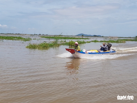 Cánh đồng giáp biên giới Campuchia ở xã Phú Hội, huyện An Phú, An Giang giờ đây tấp nập thuyền ghe của ngư dân đánh bắt cá và thương lái đến thu mua cá - Ảnh: BỬU ĐẤU