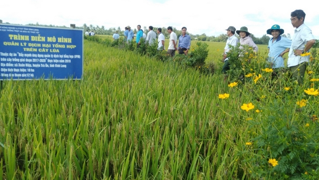 HTX nông nghiệp Hồi Tường phối hợp với Chi cục Trồng trọt và Bảo vệ thực vật (Sở Nông nghiệp và PTNT) trình diễn mô hình quản lý dịch hại tổng hợp trên cây lúa.