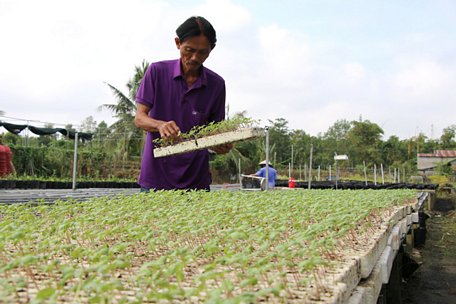  Ông Trần Văn Tiếp chuẩn bị cho ra thị trường các giống hoa mới phục vụ thị trường Tết Nguyên đán 2021