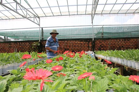  Để đảm bảo sản xuất hoa, kiểng Tết, nông dân Sa Đéc chú trọng việc canh tác theo hướng hiện đại, đầu tư hệ thống nhà màng để bảo vệ hoa