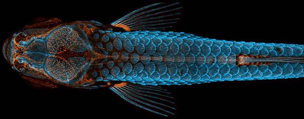 Bức ảnh dưới kính hiển vi cá ngựa vằn - Ảnh: DANIEL CASTRANOVA