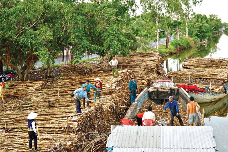 Kinh tế rừng và sản vật dưới tán rừng mang lại sinh kế bền vững cho người dân Khánh Lâm. Ảnh: NHẬT MINH