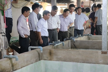 Khảo sát mô hình nuôi lươn thương phẩm của anh Nguyễn Hoàng Lâm (xã Bình Hòa Phước- Long Hồ).