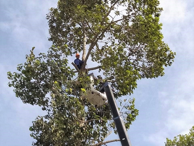 Những cây cao hơn 17m thì công nhân phải tự leo để rong tàn, hạ đọt. Trong ảnh: Chú Đỗ Văn Nghiệp đang “làm việc” trên cây cao chót vót.