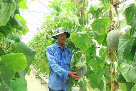 Hợp tác xã Mekong Green mong muốn kết nối các nhà vườn sản xuất nông nghiệp công nghệ cao thành mạng lưới liên kết trong sản xuất, tiêu thụ.