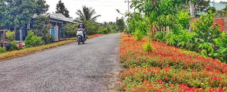 Con đường hoa mười giờ tại xã Chánh An tạo cảnh quan sáng- xanh- sạch- đẹp cho diện mạo nông thôn.