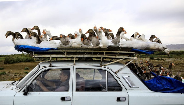 Bức ảnh này cho thấy một người đàn ông đang vận chuyển những con ngỗng bằng xe ô tô. Bức ảnh được chụp tại Azerbaijan.
