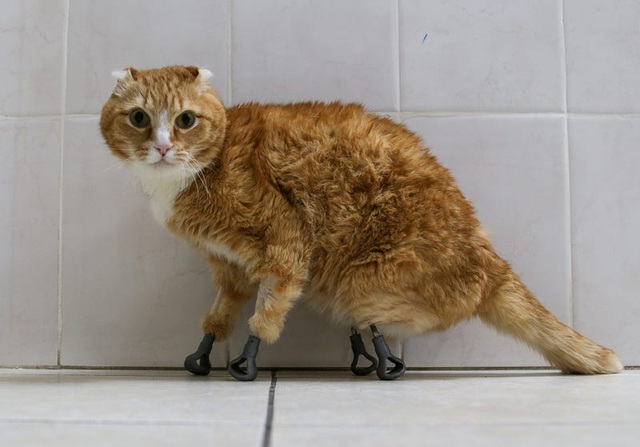 Chú mèo Ryzhik này được chụp hình tại một phòng khám thú y ở Novosibirsk, Nga, hồi tháng 2 năm nay. Chú mèo quả thực là một chiến binh.