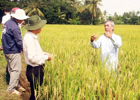 Dự án củng cố và nâng cao năng lực cho hệ thống nhân giống lúa thuần của tỉnh đạt hiệu quả cao.