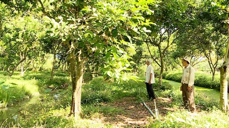 Vườn chôm chôm nhà chú Nguyễn Tấn Tứ chỉ còn gần phân nửa cây còn sống.