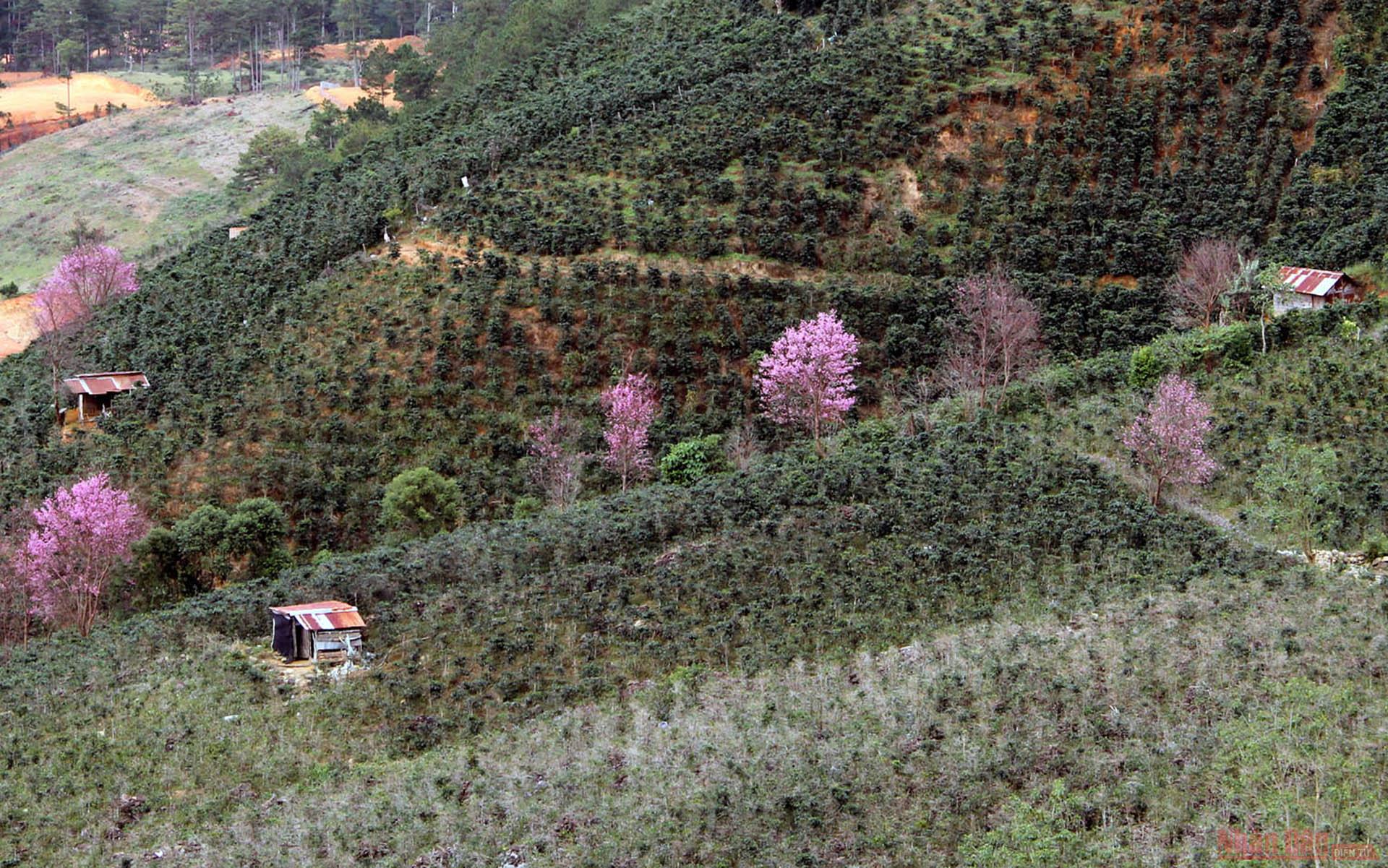 “Làn ranh hồng” giữa những khu vườn phía chân núi Lang Biang.