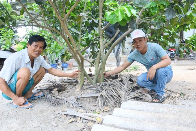 Ông Tùng (trái) cho biết ghép gốc trợ lực giúp cây bưởi tăng cường sức chống chịu với bệnh vàng lá thối rễ.