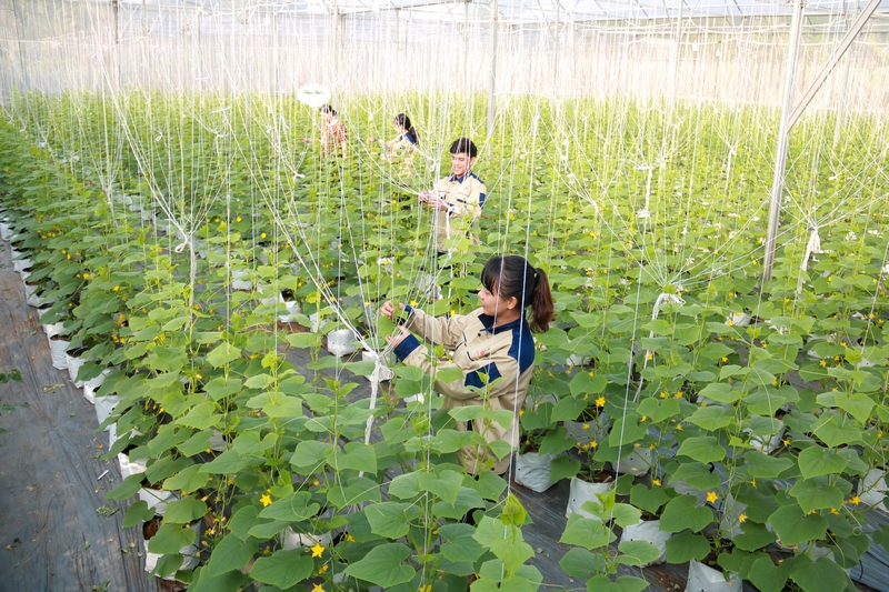 Chị Hiền hiện có 2 nhà lưới diện tích hơn 2.000 m2 trồng dưa leo, dưa lưới, cà chua, dưa hấu,…