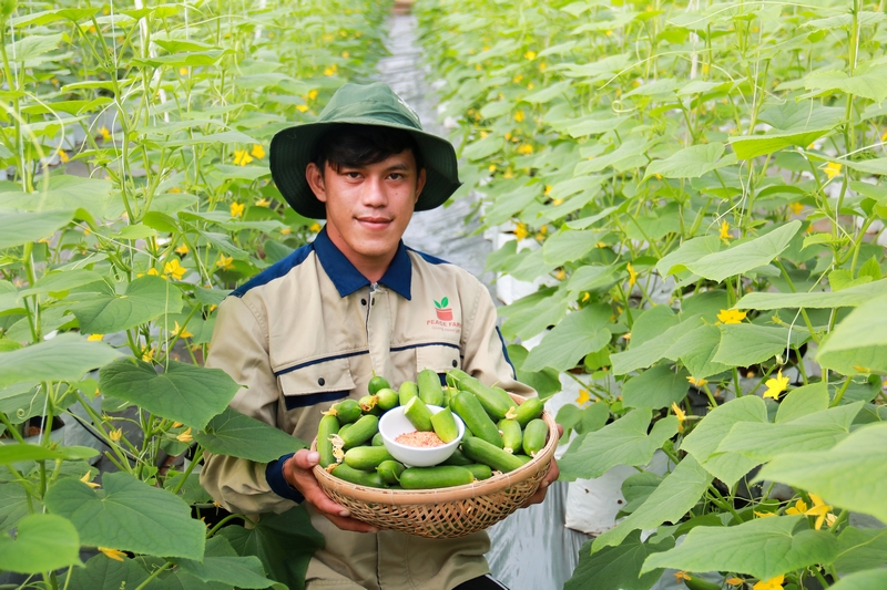 Dưa leo cũng như những loại rau màu khác tại Peace Farm đang được bán ở nhiều tỉnh- thành: TP Cần Thơ, TP Hồ Chí Minh, Ninh Thuận,…