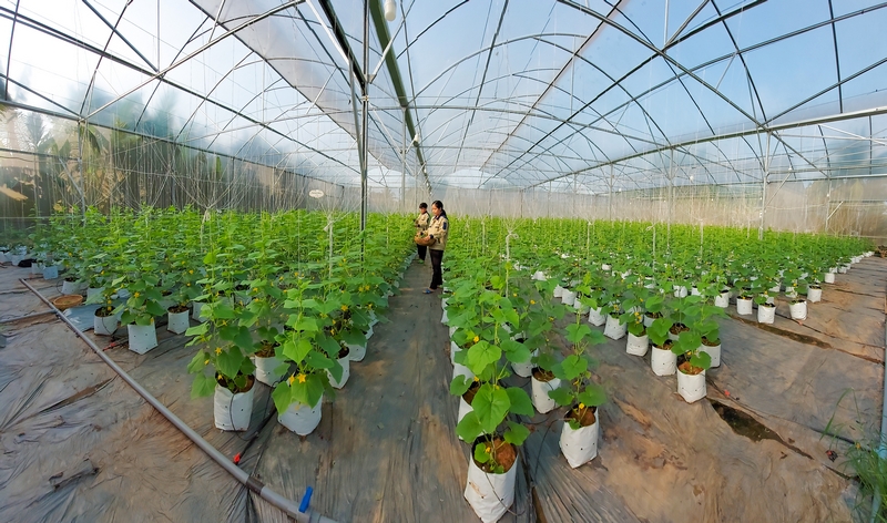 Chị Hiền hiện có 2 nhà lưới diện tích hơn 2.000 m2 trồng dưa leo, dưa lưới, cà chua, dưa hấu,…