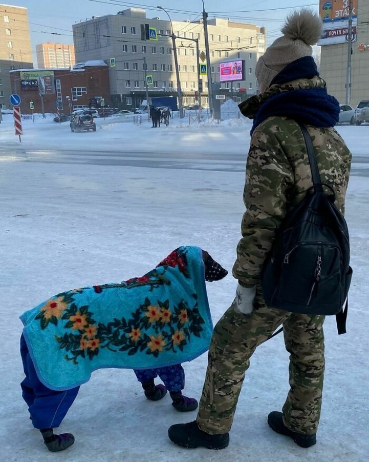 Chú chó ra đường ngoài quần áo, giày còn được đắp cả chăn mới đủ sức chống chọi với mùa đông khắc nghiệt ở nước Nga.