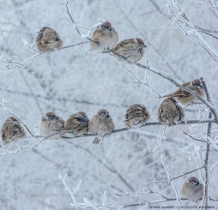 Những chú chim bé nhỏ chống chọi với mùa đông.