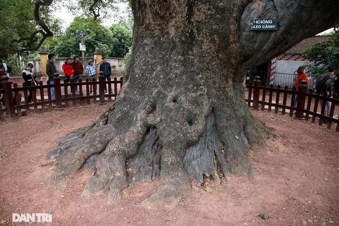 Cây thuộc dòng họ long não, là loại cây quý hiếm, có thể sống hàng nghìn năm. Xưa trường Viễn Đông Bác Cổ xếp cây vào loại hiếm có ở miền Bắc, cần được giữ gìn và bảo vệ nghiêm ngặt. Năm 2012 cây được công nhận là Cây di sản Việt Nam.