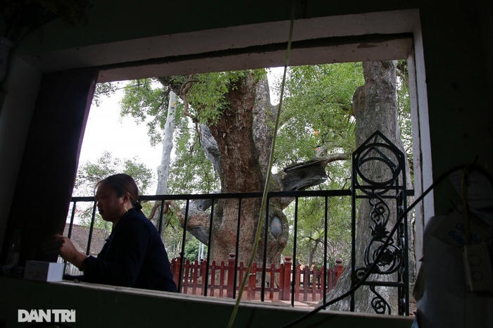 Hình ảnh cây dã hương nhìn từ cửa sổ một ngôi nhà gần đó.