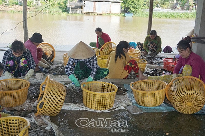 Nhân công tại cơ sở Ba Đức, huyện Trần Văn Thời tất bật sơ chế cá bổi để làm khô Tết.