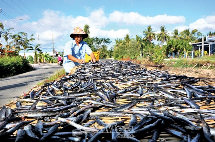 Ngoài tôm khô, khô cá kèo là một trong những mặt hàng được ưa chuộng vào dịp Tết (ảnh chụp tại xã Lý Văn Lâm, TP Cà Mau).