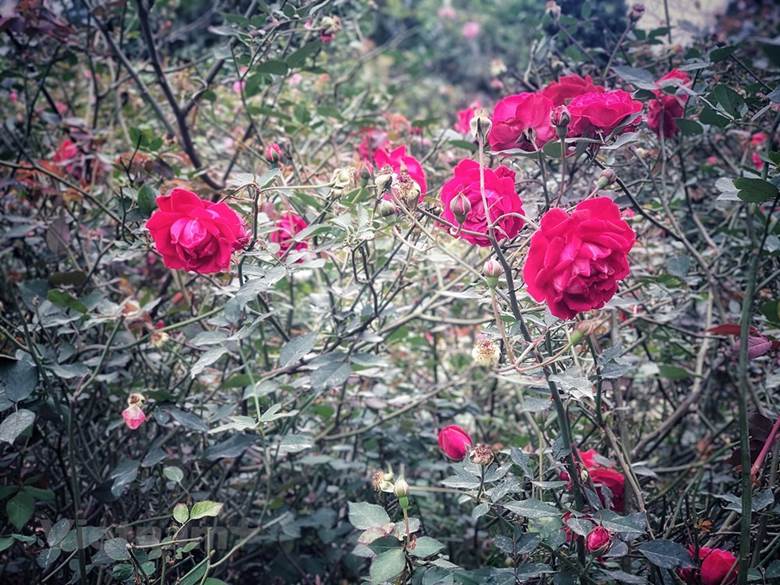  Cùng ngắm những đóa hồng cổ tuyệt đẹp còn lại trong khu vườn Karose. (Ảnh: M.Mai/Vietnam+)