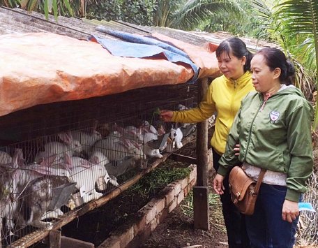 Nhờ nuôi thỏ mà kinh tế gia đình chị Kim Sa được cải thiện hơn.