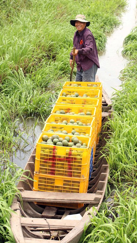 Sản phẩm cây ăn trái tăng mạnh bù đắp cho sự sụt giảm diện tích và sản lượng lúa cả năm 2020.