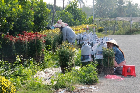 Đóng gói cúc Hà Lan chuẩn bị giao lái, thị trường chủ yếu của hoa Chợ Lách vẫn là TP Hồ Chí Minh.