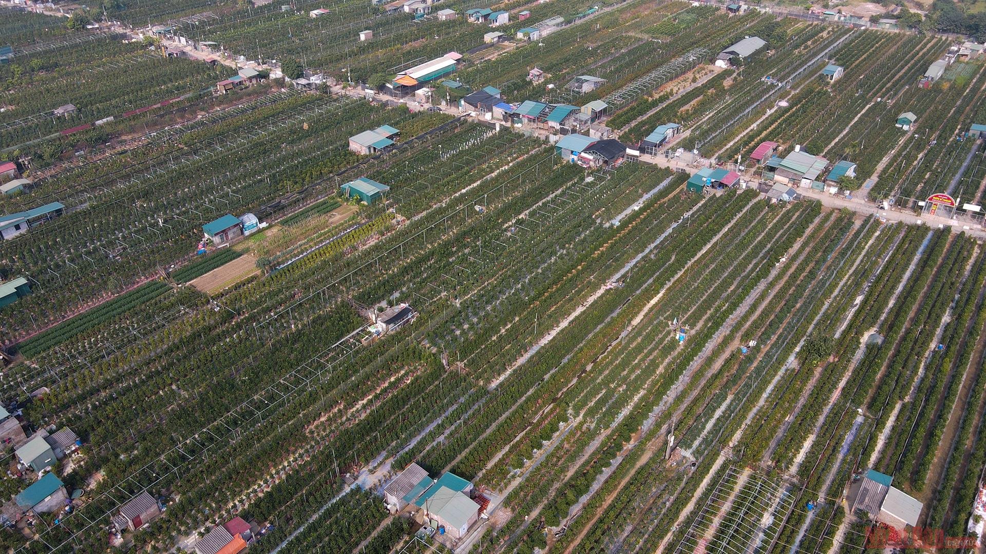  Ngay từ cả tháng trước Tết Nguyên Đán, các nhà vườn quất ở Tứ Liên (quận Tây Hồ, Hà Nội) đã tất bật chuẩn bị các sản phẩm chào đón Tết Tân Sửu 2021.