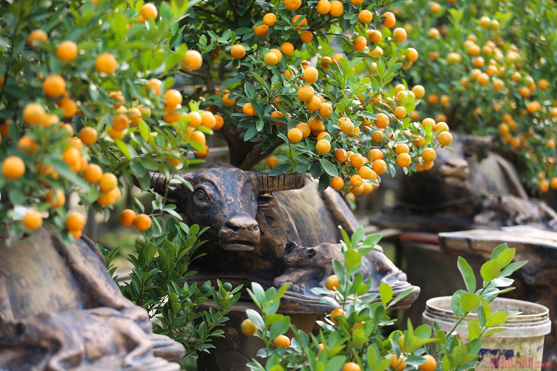  Năm nay là năm con trâu, nhiều nhà vườn đã bắt theo xu hướng tiến hành trồng quất bonsai trên lưng những con trâu bằng gốm phục vụ người dân chơi Tết.