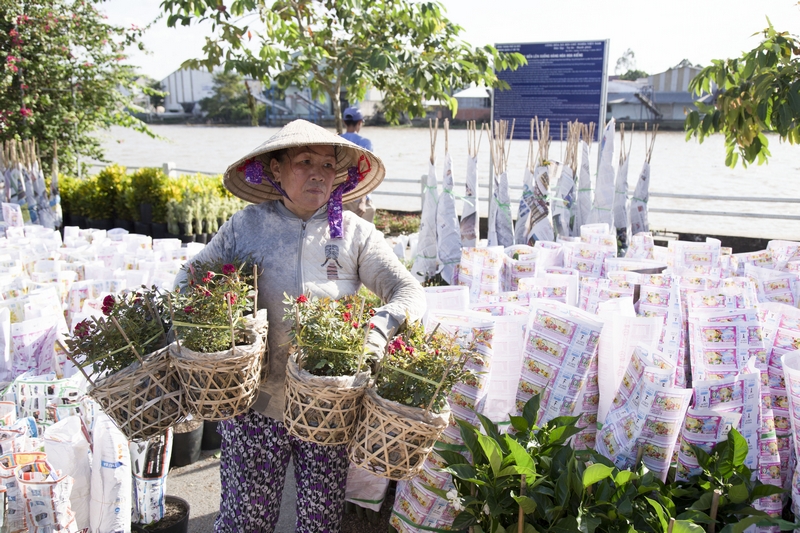 Làng hoa Sa Đéc hiện có hơn 600 ha sản xuất hoa kiểng và trên 2.300 hộ dân sống bằng ngành nghề này.