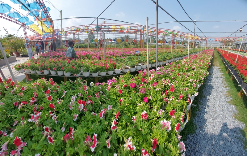 Mỗi năm cung cấp hơn 2.500 chủng loại hoa, cây cảnh cho cả nước.
