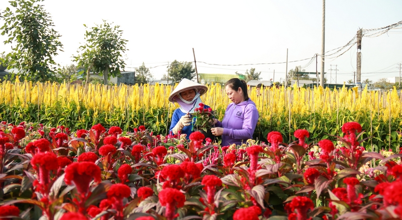 Tết Nguyên đán Tân Sửu 2021 nông dân Làng hoa Sa Đéc sản xuất khoảng 3 triệu giỏ hoa các loại cung ứng cho thị trường.