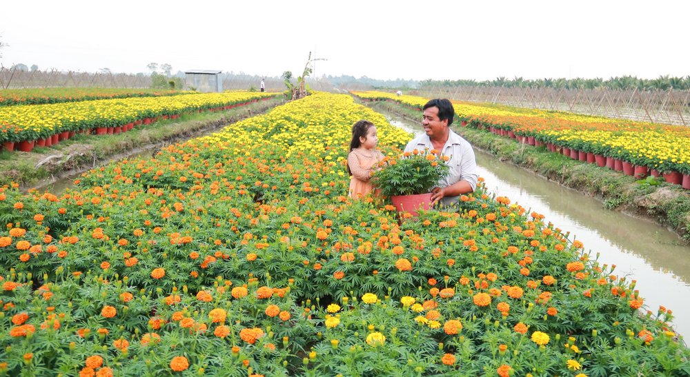 Gia đình anh Lê Minh Thắng (ấp Nhứt, xã Ngãi Tứ) cũng chỉ trồng hoa vào một vụ tết.