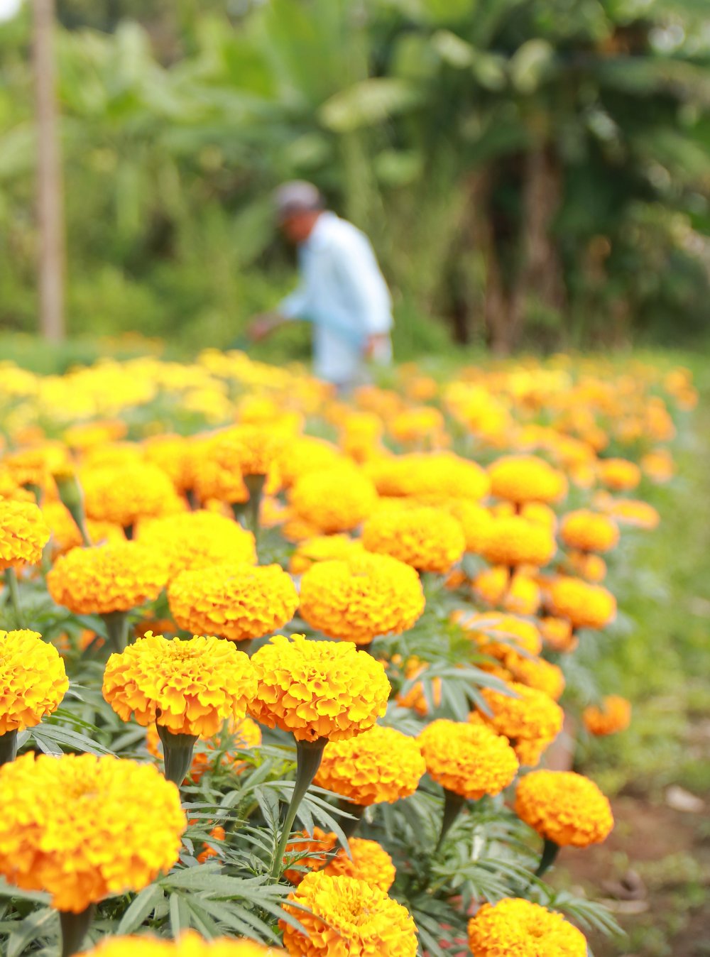 Hiện giá hoa vạn thọ được thương lái đến tận vườn mua với giá từ 40.000- 150.000 đ/cặp, tùy kích cỡ.