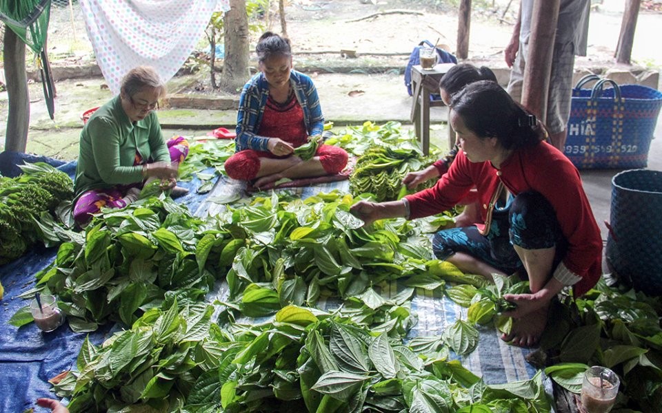 Người dân trồng trầu xã Vị Thủy đang tất bật vào vụ thu hoạch lá trầu tết với niềm vui bán được giá.