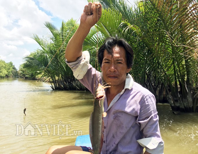 Mỗi ngày ông Sang kiếm được khoảng 4-5kg cá ngát (Ảnh: Ngọc Quyên)
