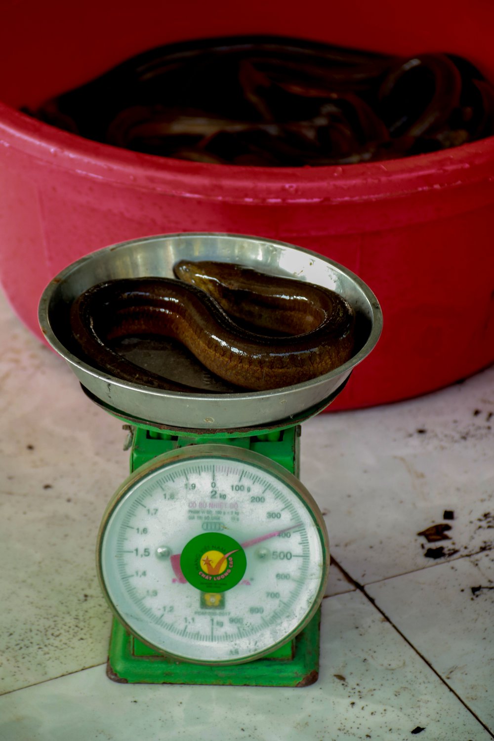 Hiện anh Phú đang tiếp tục thả nuôi để “khui lươn” vào năm tới với số lượng nhiều hơn.